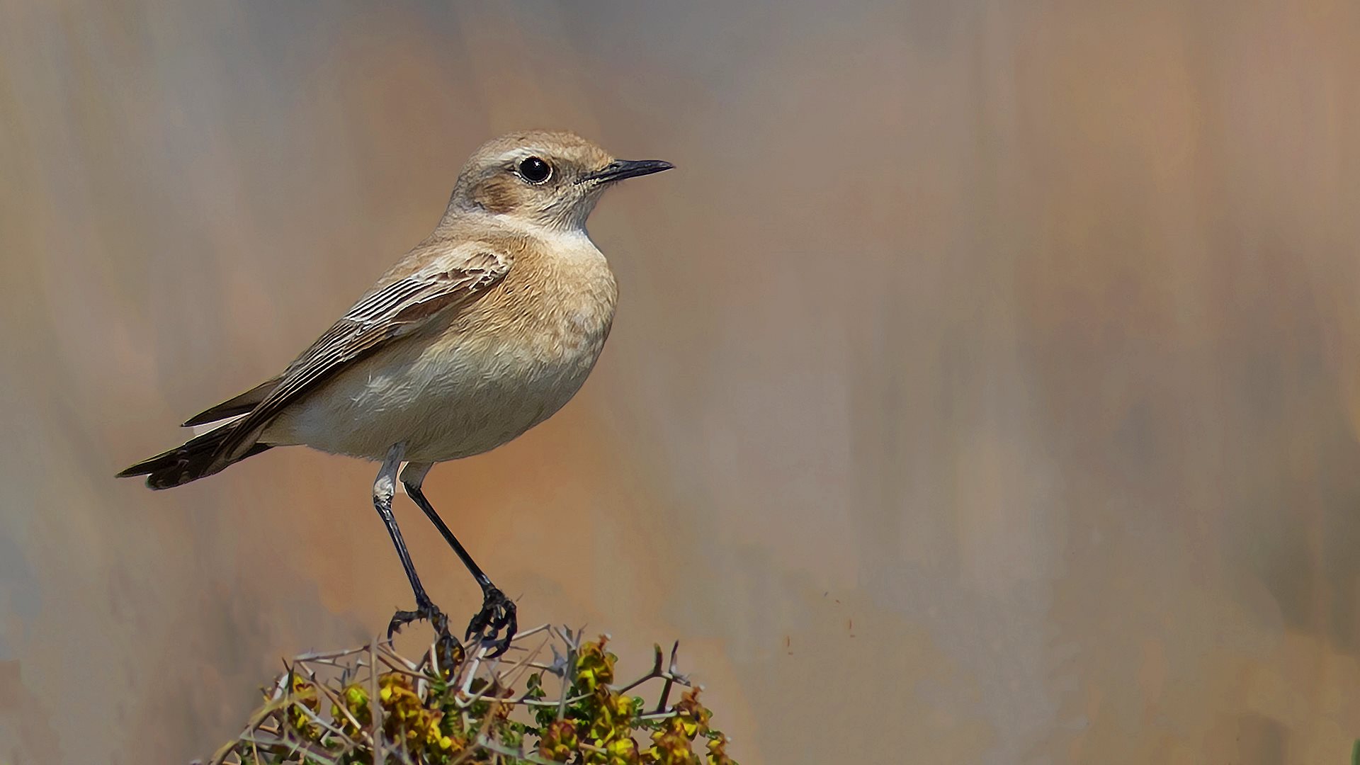 Desert Wheatear